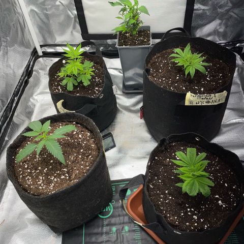 Dante’s Inferno - Mile High Dave by KilliczGe growlog timeline photo