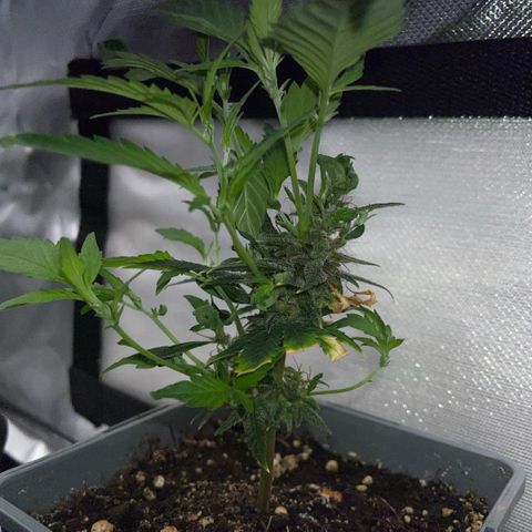 Tangerine Dream Clon #1 by KilliczGe growlog timeline photo