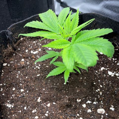 Big Bud 1 Klon 1 by KilliczGe growlog timeline photo