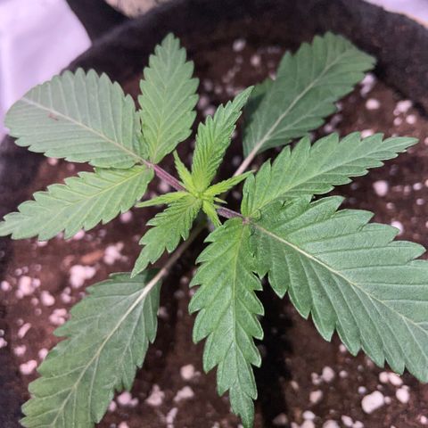 Dante’s Inferno - Mile High Dave by KilliczGe growlog timeline photo