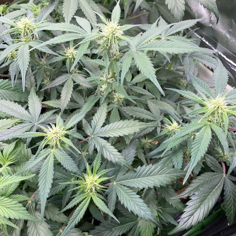 Purple Punch Automatic by KilliczGe growlog timeline photo