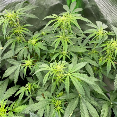 White Widow Automatic by KilliczGe growlog timeline photo