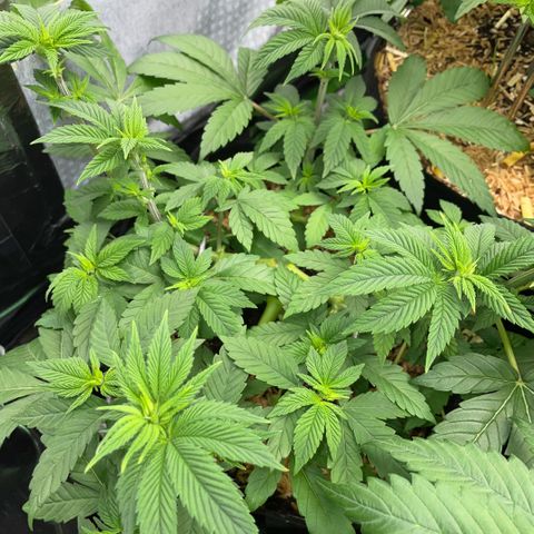 Big Bud by KilliczGe growlog timeline photo