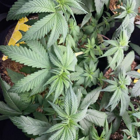 Permanent Marker by KilliczGe growlog timeline photo