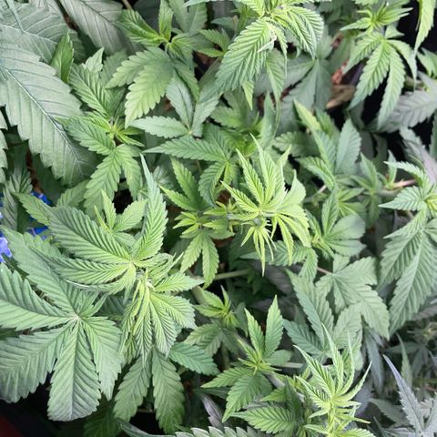 Purple Zkittlez #2 by KilliczGe growlog timeline photo