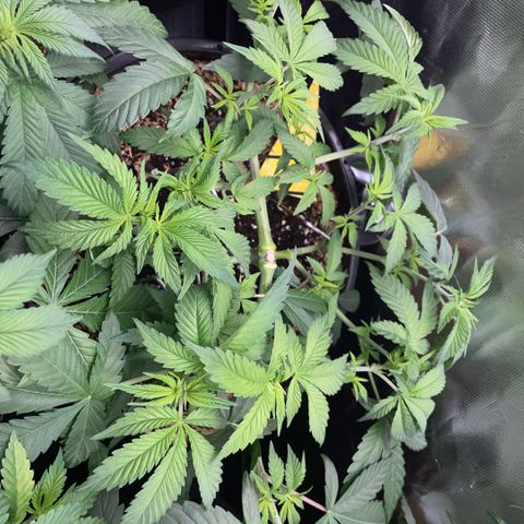 Purple Zkittlez #1 by KilliczGe growlog timeline photo