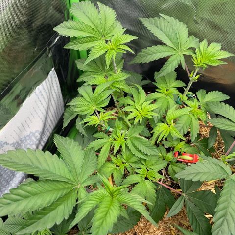 Cereal Milk #3 by KilliczGe growlog timeline photo