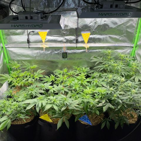 Cereal Milk #3 by KilliczGe growlog timeline photo