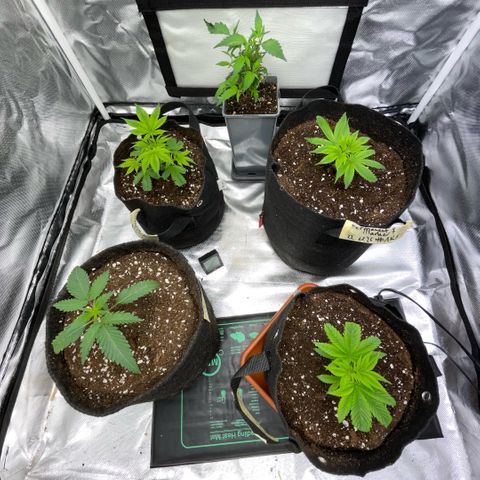 Dante’s Inferno - Mile High Dave by KilliczGe growlog timeline photo