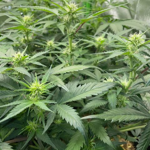 Purple Punch Automatic by KilliczGe growlog timeline photo