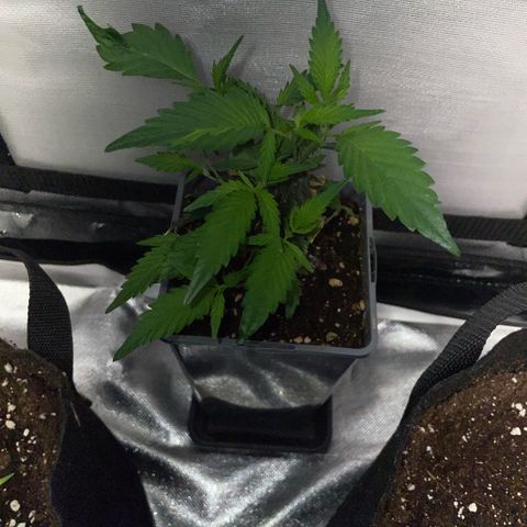 Tangerine Dream Clon #1 by KilliczGe growlog timeline photo