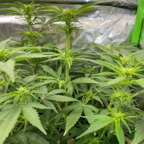 White Widow Automatic by KilliczGe growlog timeline photo