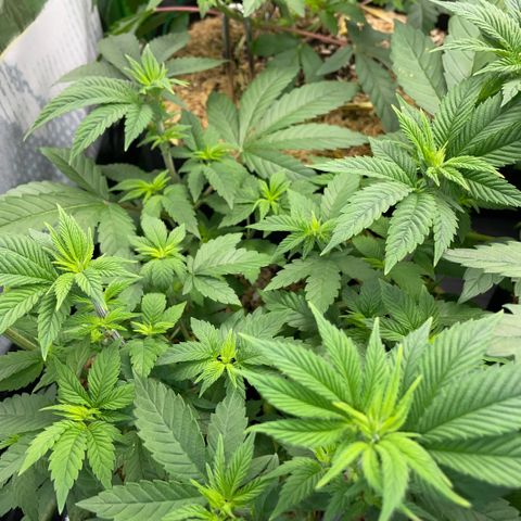 Big Bud by KilliczGe growlog timeline photo