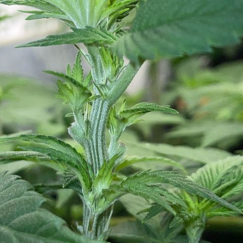 Big Bud by KilliczGe growlog timeline photo