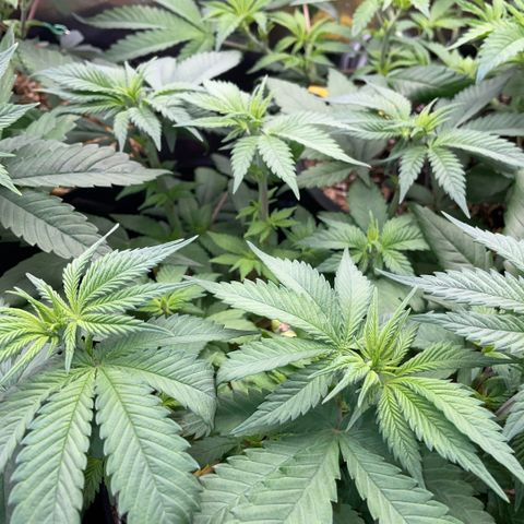 Permanent Marker by KilliczGe growlog timeline photo