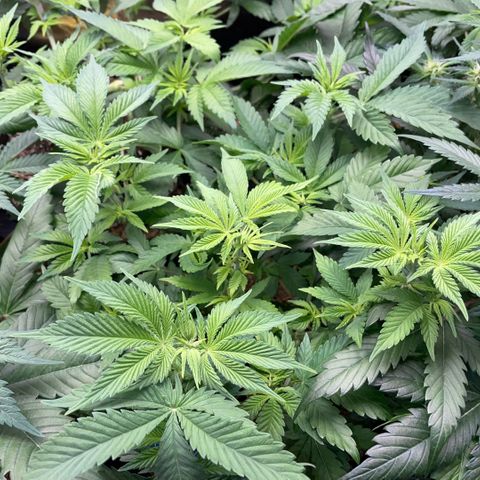 Purple Zkittlez #2 by KilliczGe growlog timeline photo