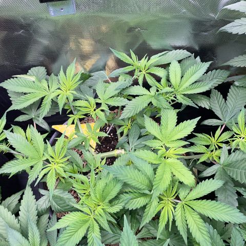 Purple Zkittlez #1 by KilliczGe growlog timeline photo