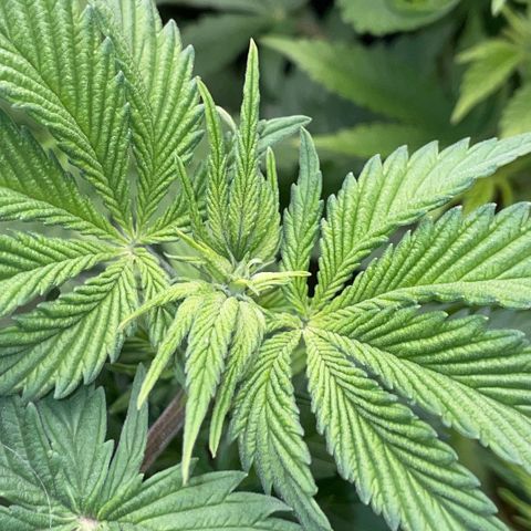 Purple Zkittlez #2 by KilliczGe growlog timeline photo