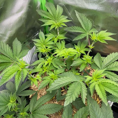 Cereal Milk #3 by KilliczGe growlog timeline photo