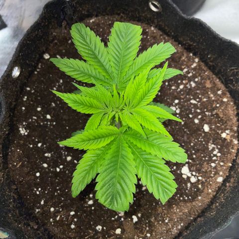 Big Bud 1 Klon 1 by KilliczGe growlog timeline photo