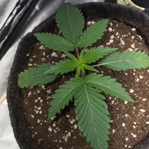 Dante’s Inferno - Mile High Dave by KilliczGe growlog timeline photo