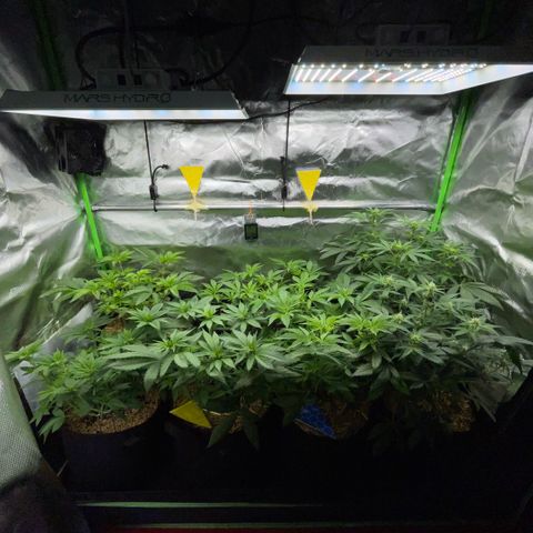 Cereal Milk #3 by KilliczGe growlog timeline photo