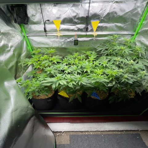 Cereal Milk #3 by KilliczGe growlog timeline photo