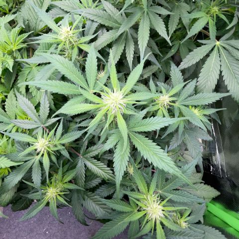 Purple Punch Automatic by KilliczGe growlog timeline photo