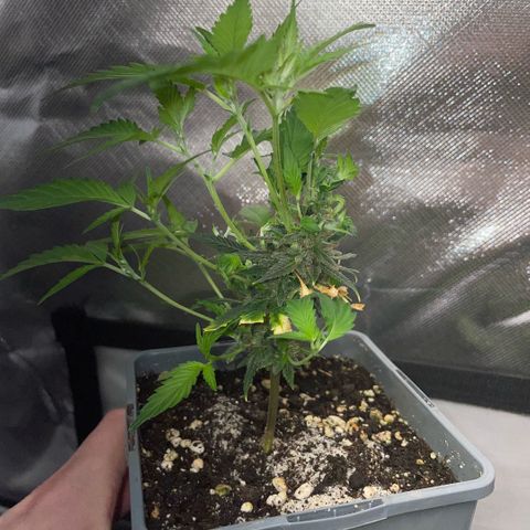 Tangerine Dream Clon #1 by KilliczGe growlog timeline photo