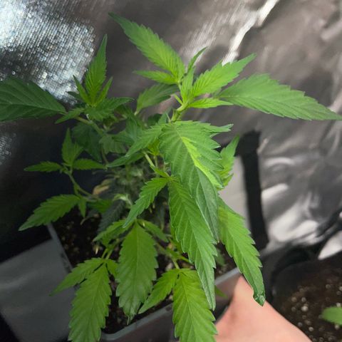 Tangerine Dream Clon #1 by KilliczGe growlog timeline photo