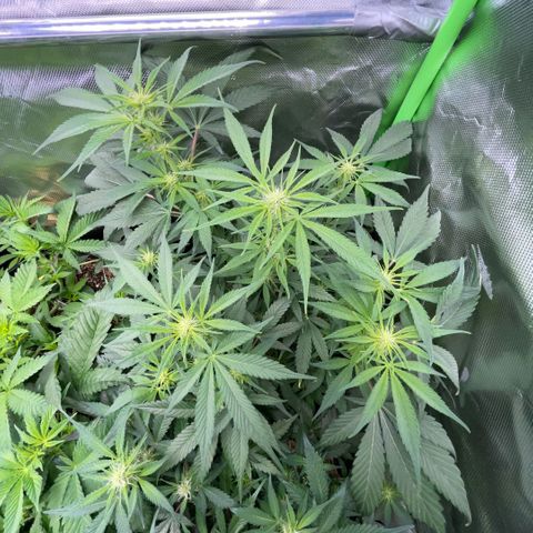 White Widow Automatic by KilliczGe growlog timeline photo