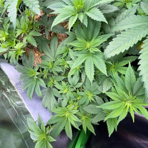 Big Bud by KilliczGe growlog timeline photo