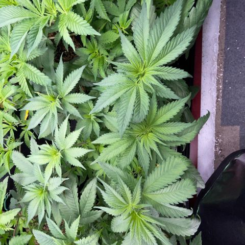 Permanent Marker by KilliczGe growlog timeline photo