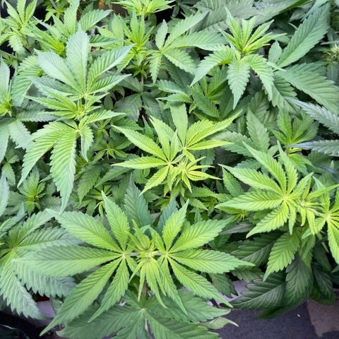 Purple Zkittlez #2 by KilliczGe growlog timeline photo