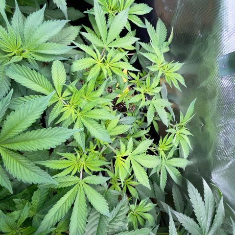 Purple Zkittlez #1 by KilliczGe growlog timeline photo