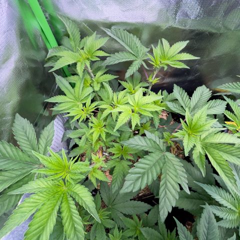 Cereal Milk #3 by KilliczGe growlog timeline photo