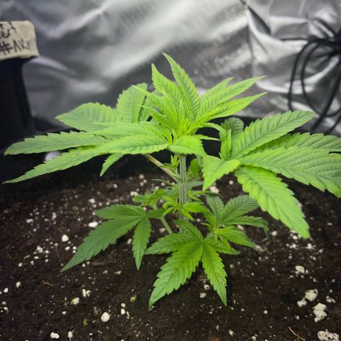 Big Bud 1 Klon 1 by KilliczGe growlog timeline photo