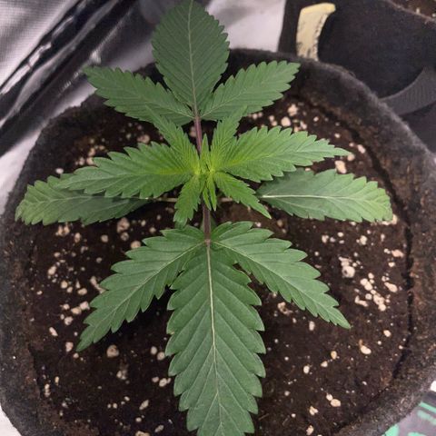 Dante’s Inferno - Mile High Dave by KilliczGe growlog timeline photo