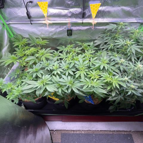 Cereal Milk #3 by KilliczGe growlog timeline photo