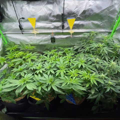 Cereal Milk #3 by KilliczGe growlog timeline photo