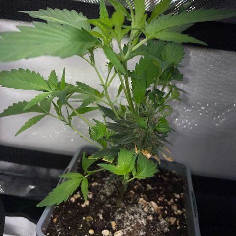 Tangerine Dream Clon #1 by KilliczGe growlog timeline photo
