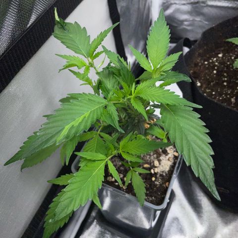 Tangerine Dream Clon #1 by KilliczGe growlog timeline photo
