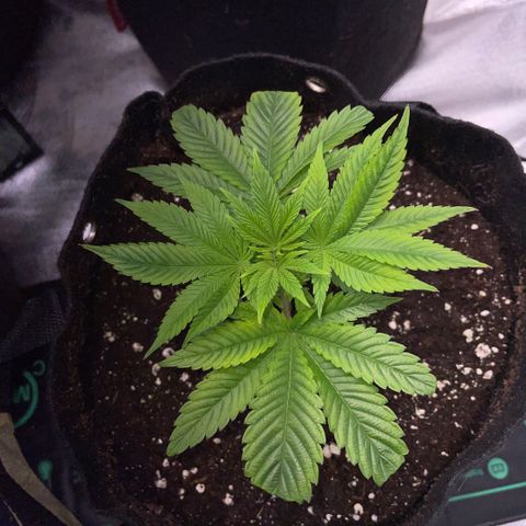 Big Bud 1 Klon 1 by KilliczGe growlog timeline photo