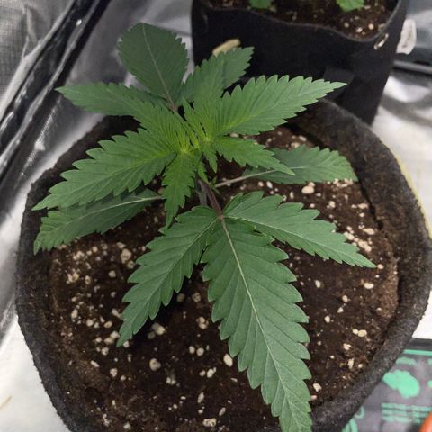 Dante’s Inferno - Mile High Dave by KilliczGe growlog timeline photo