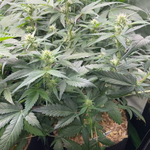 Purple Punch Automatic by KilliczGe growlog timeline photo