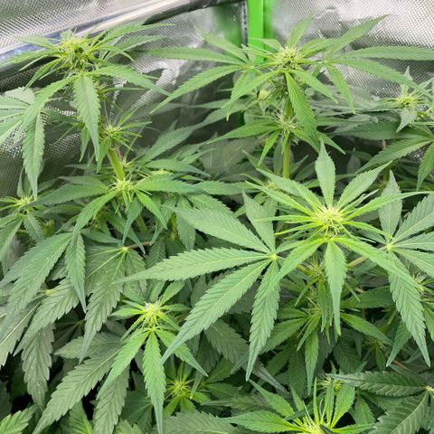 White Widow Automatic by KilliczGe growlog timeline photo