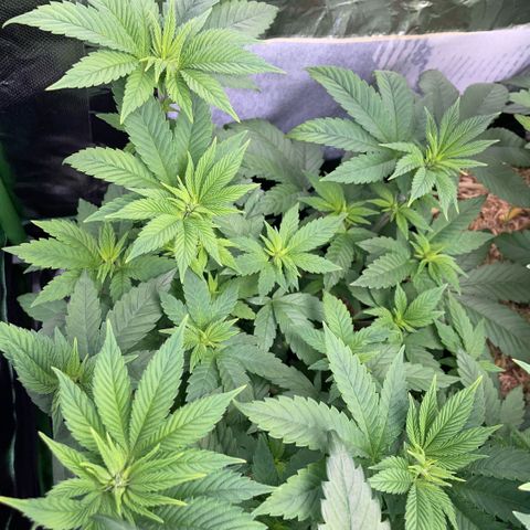 Big Bud by KilliczGe growlog timeline photo