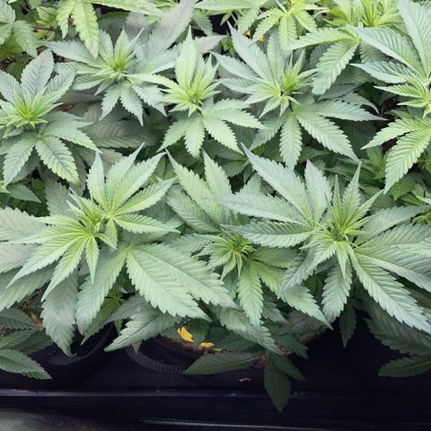 Permanent Marker by KilliczGe growlog timeline photo