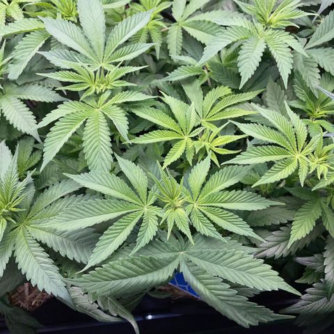 Purple Zkittlez #2 by KilliczGe growlog timeline photo