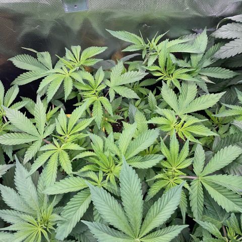 Purple Zkittlez #1 by KilliczGe growlog timeline photo